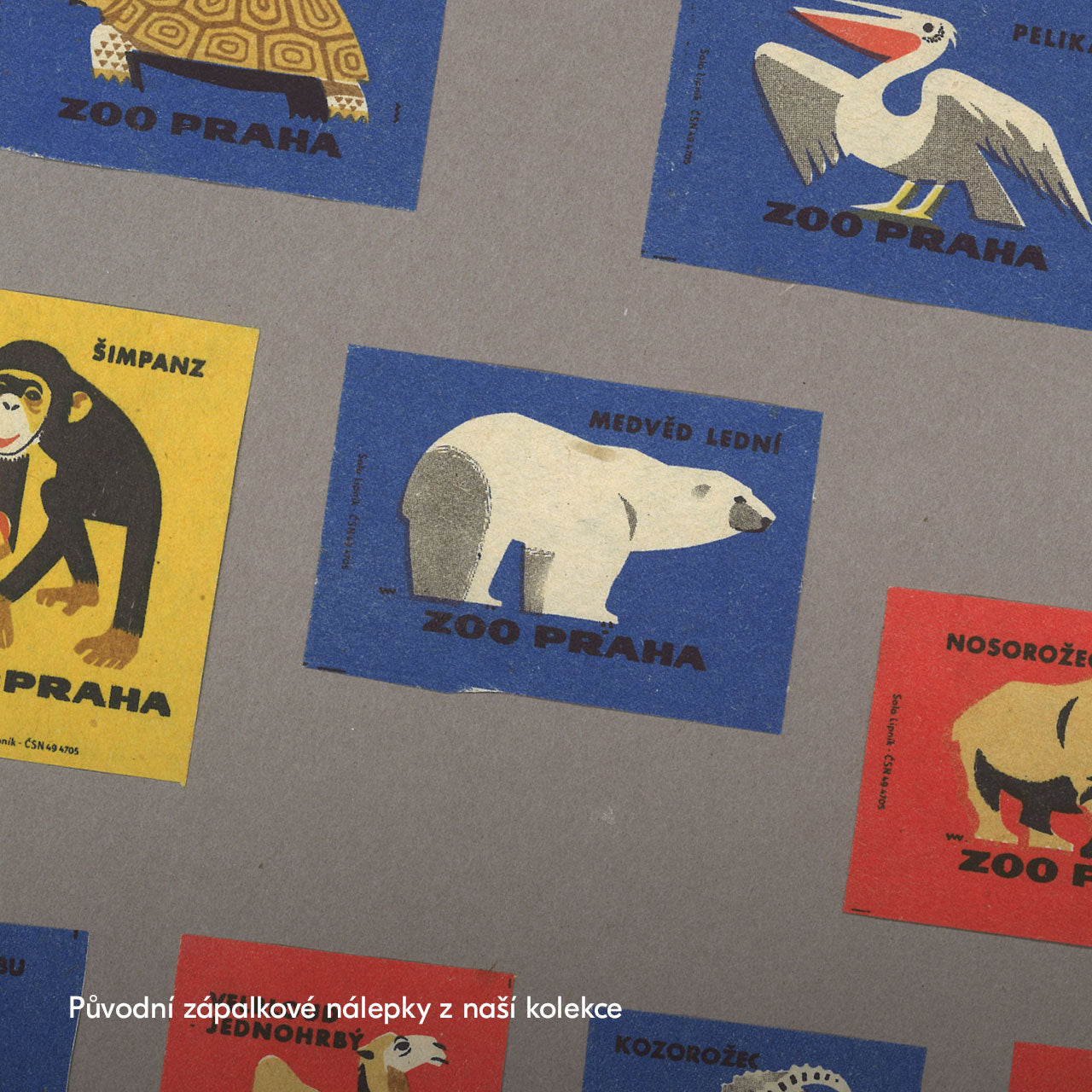 Prague Zoo - Polar Bear - Poster 30x40 cm