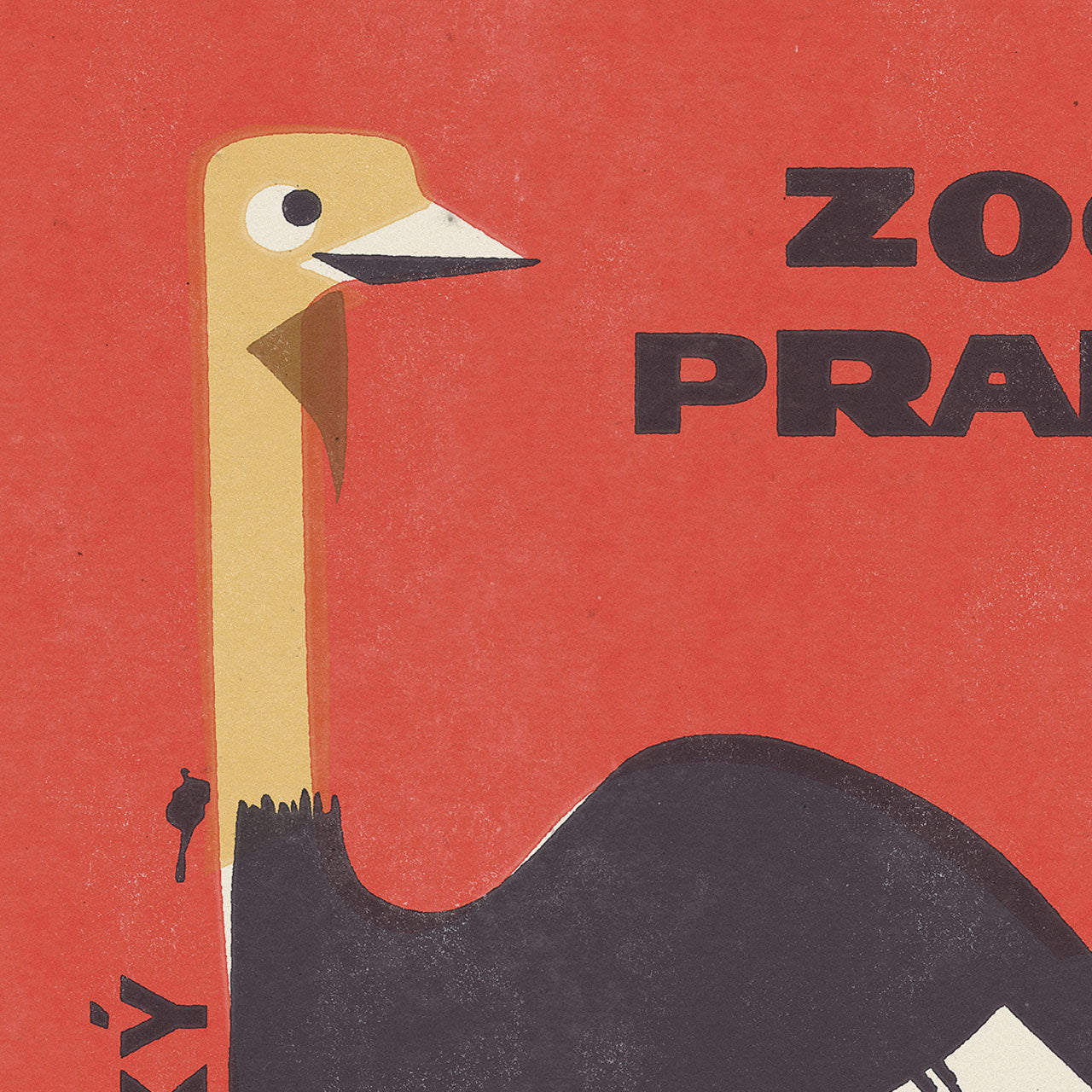 Prague Zoo - African Ostrich - Poster 30x40 cm