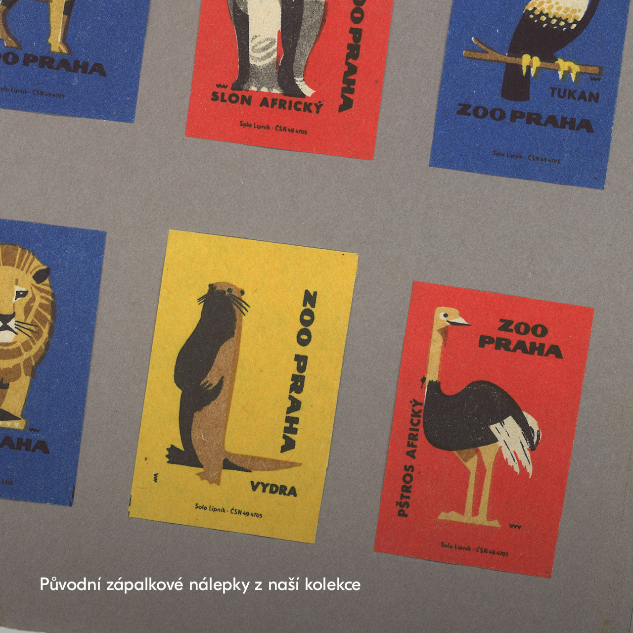 Prague Zoo - African Ostrich - Poster 30x40 cm
