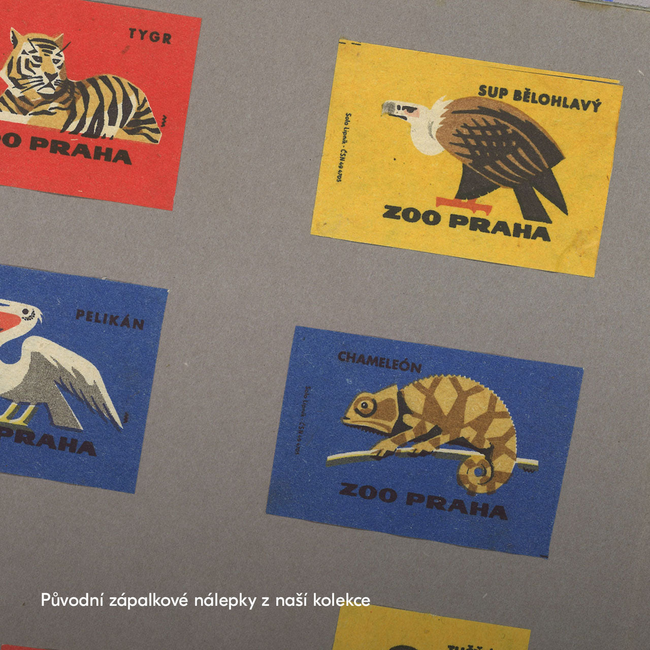 Prague Zoo - Griffon vulture - Poster 30x40 cm