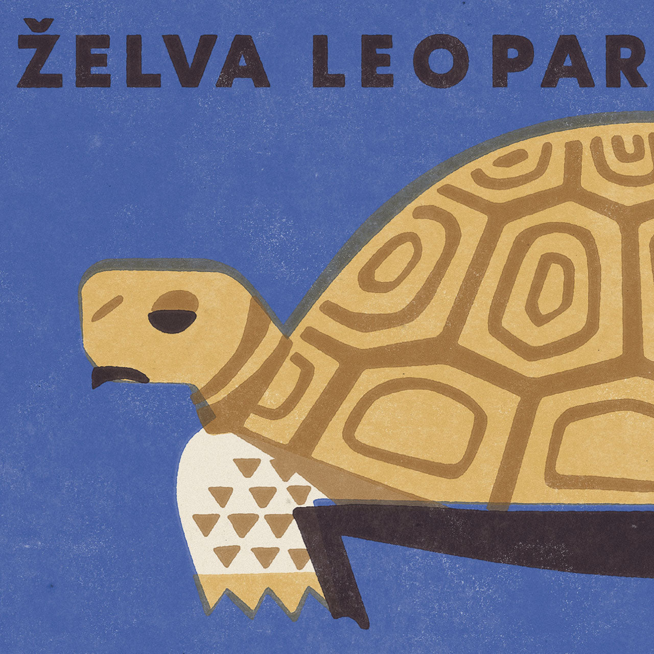 Prague Zoo - Leopard tortoise - Poster 30x40 cm
