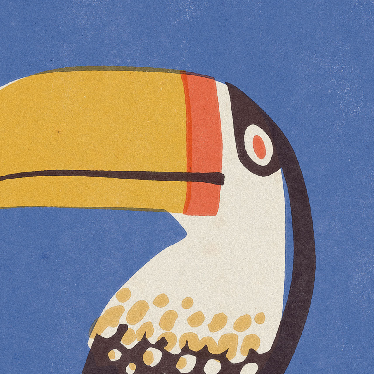 Prague Zoo - Toucan - Poster 30x40 cm