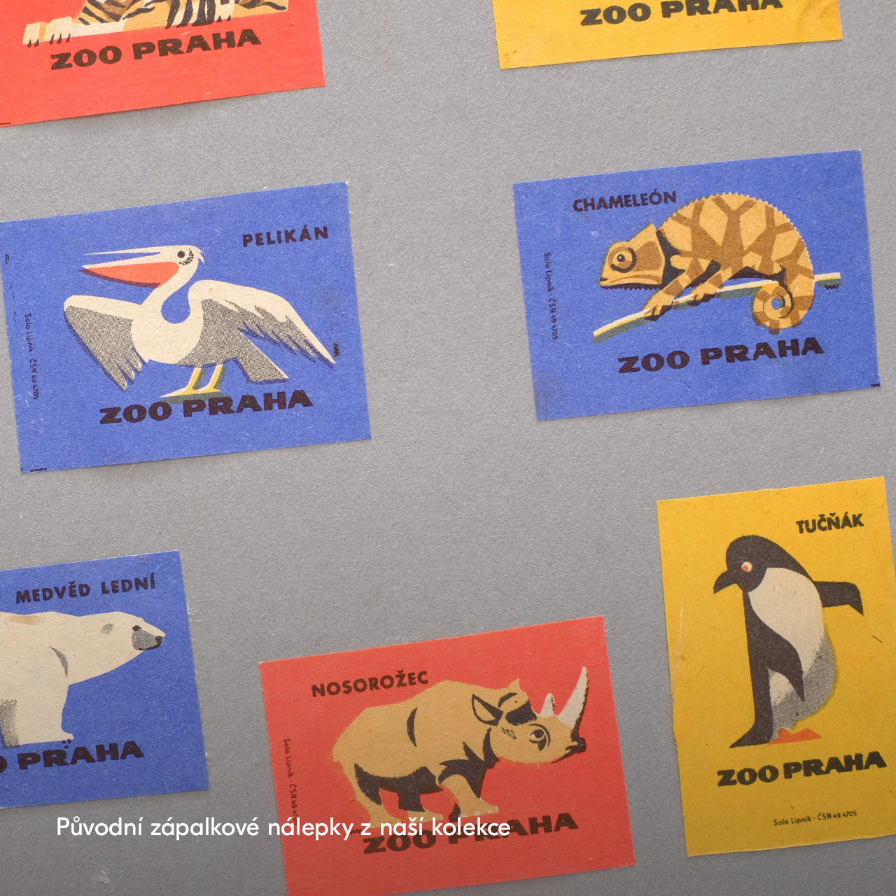 Zoo Praha - Tučňák - Plakát 30x40 cm