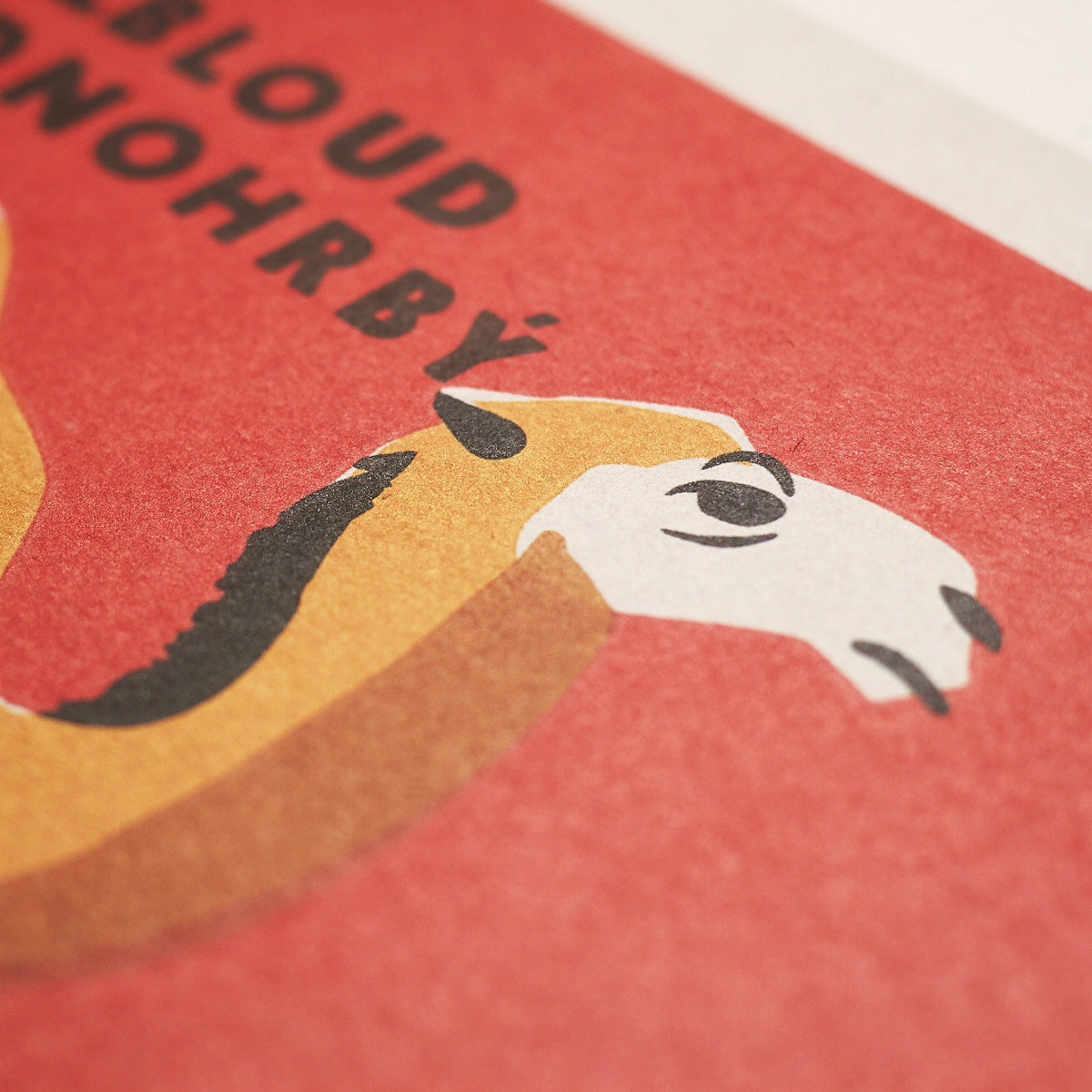 Prague Zoo - Camel - Poster 30x40 cm