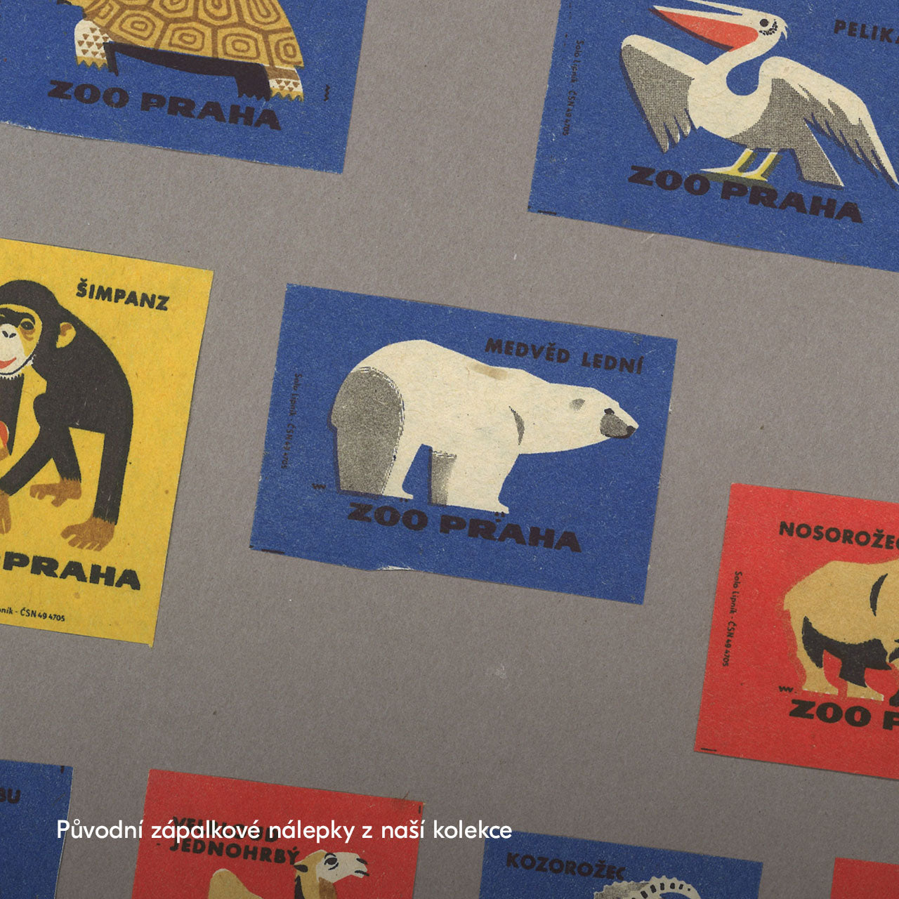 Prague Zoo - Polar Bear - Poster 30x40 cm 