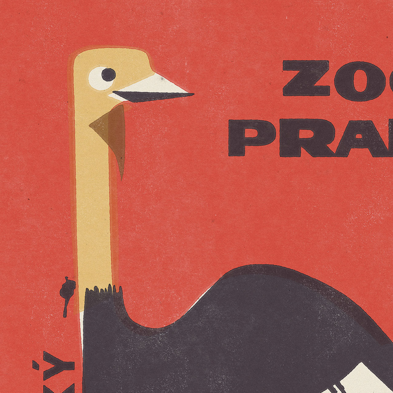 Prager Zoo - Afrikanischer Strauß - Poster 30x40 cm 