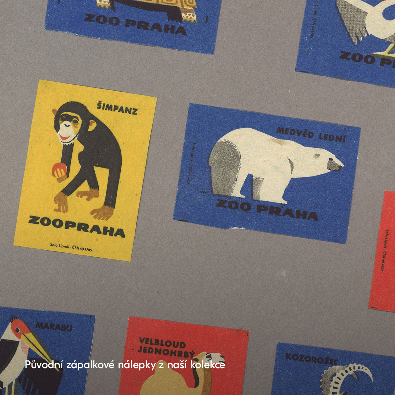 Prague Zoo - Chimpanzee - Poster 30x40 cm 