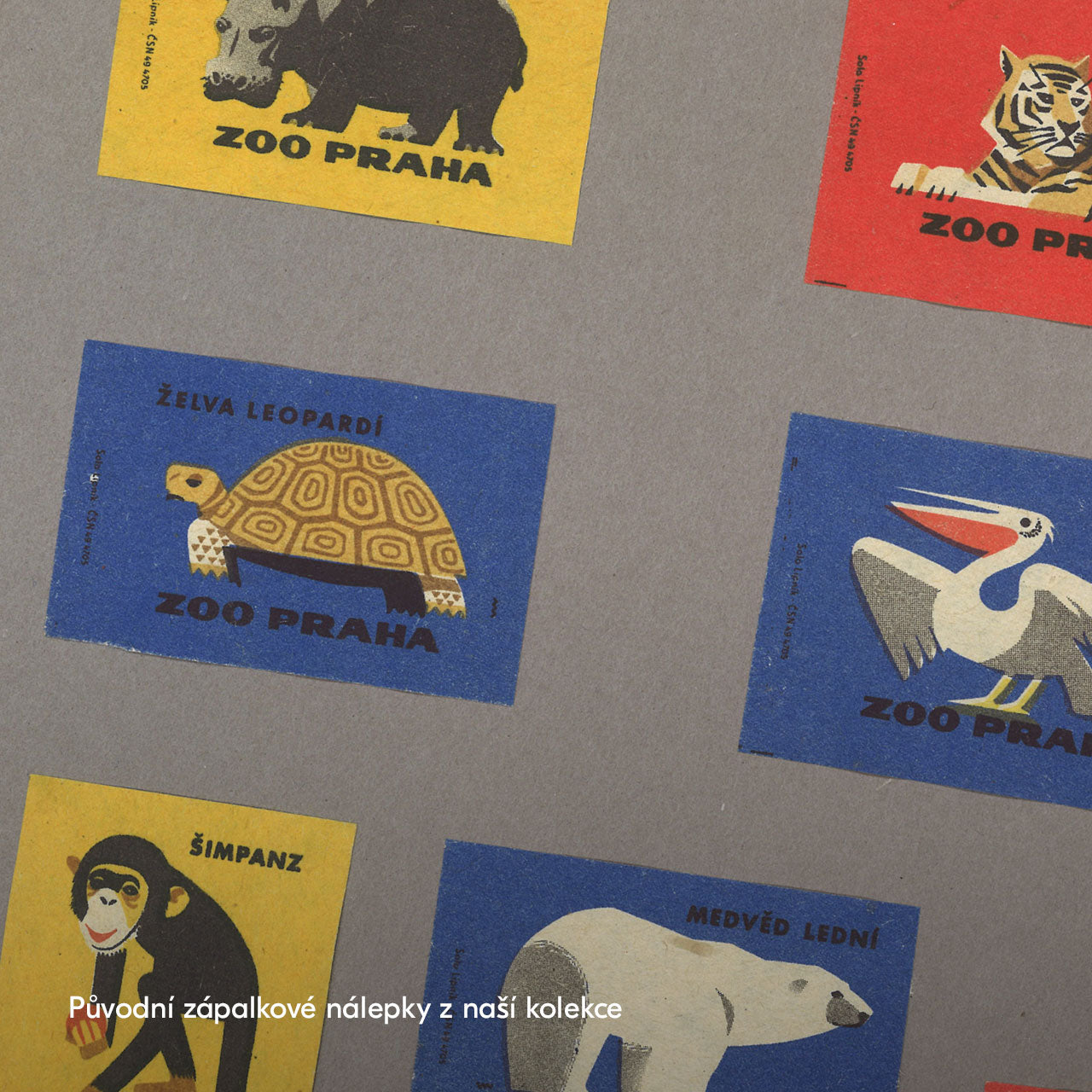 Prager Zoo - Pantherschildkröte - Poster 30x40 cm 