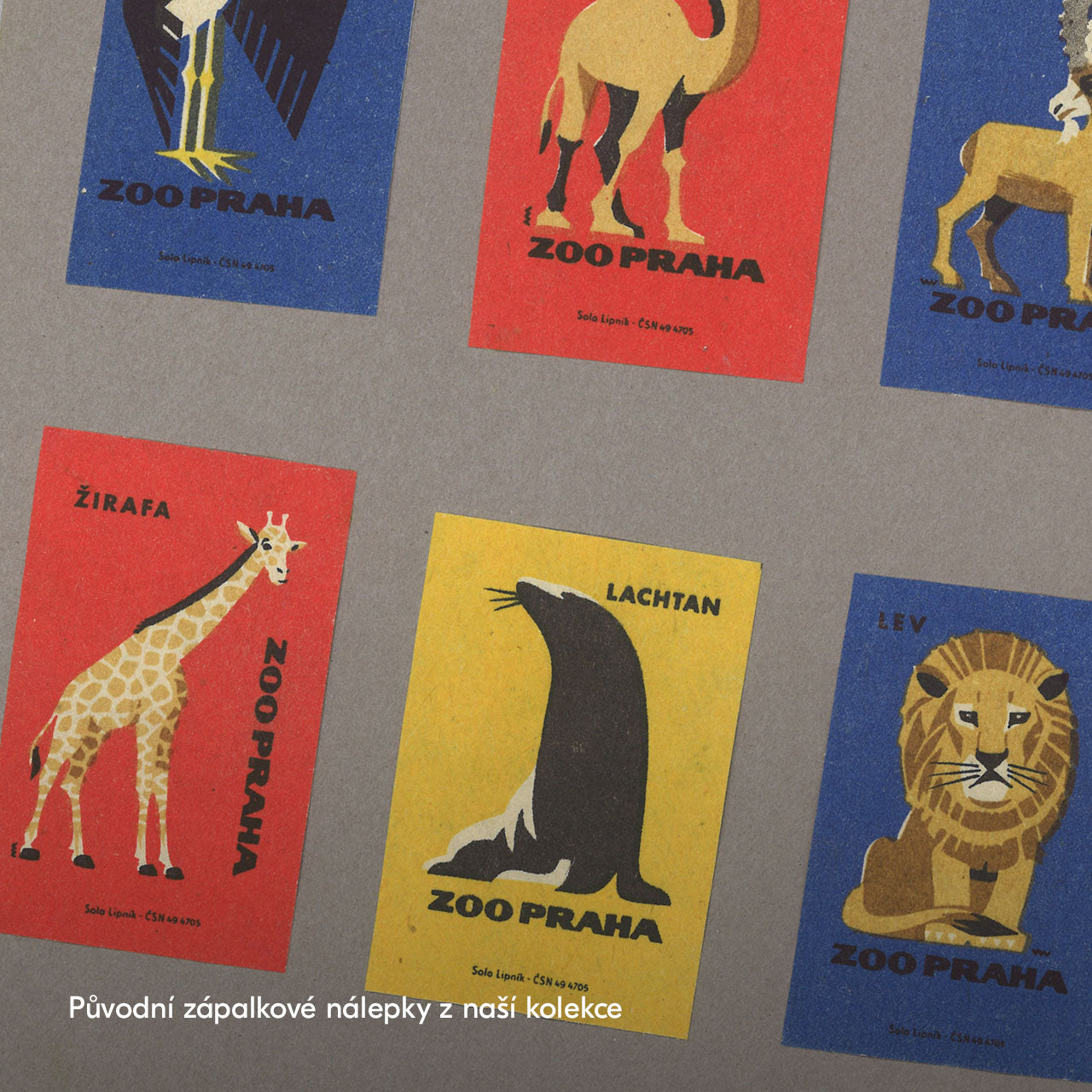 Prague Zoo - Giraffe - Poster 30x40 cm 