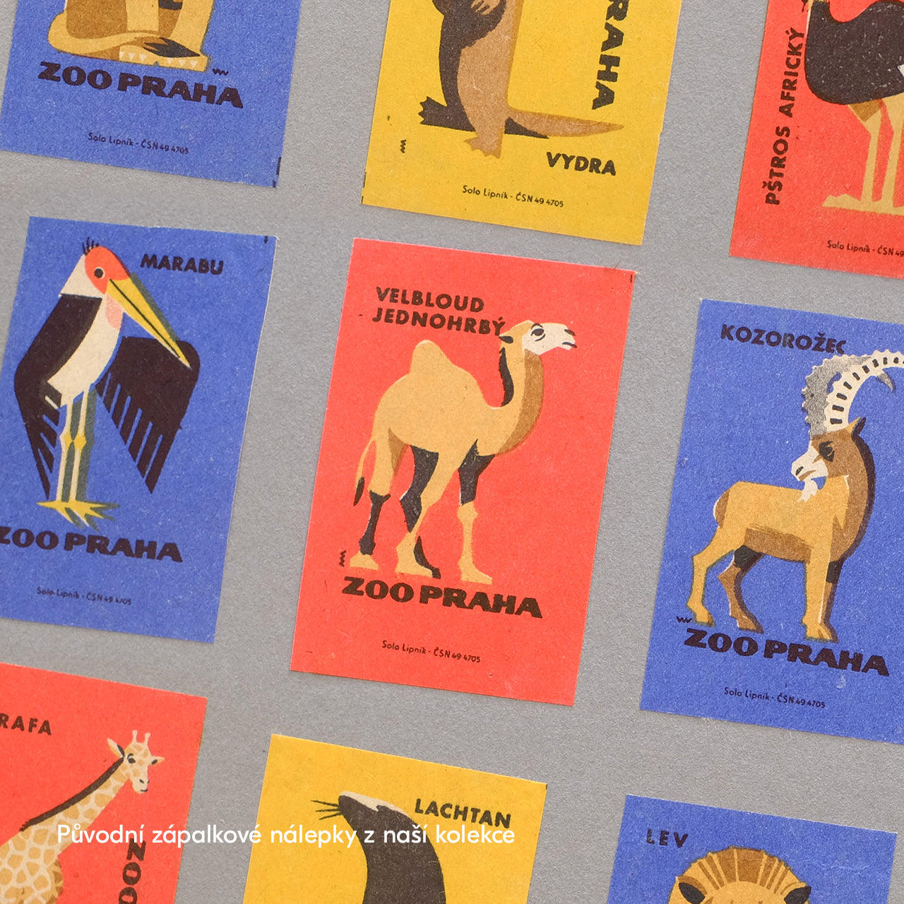Prague Zoo - Camel - Poster 30x40 cm 
